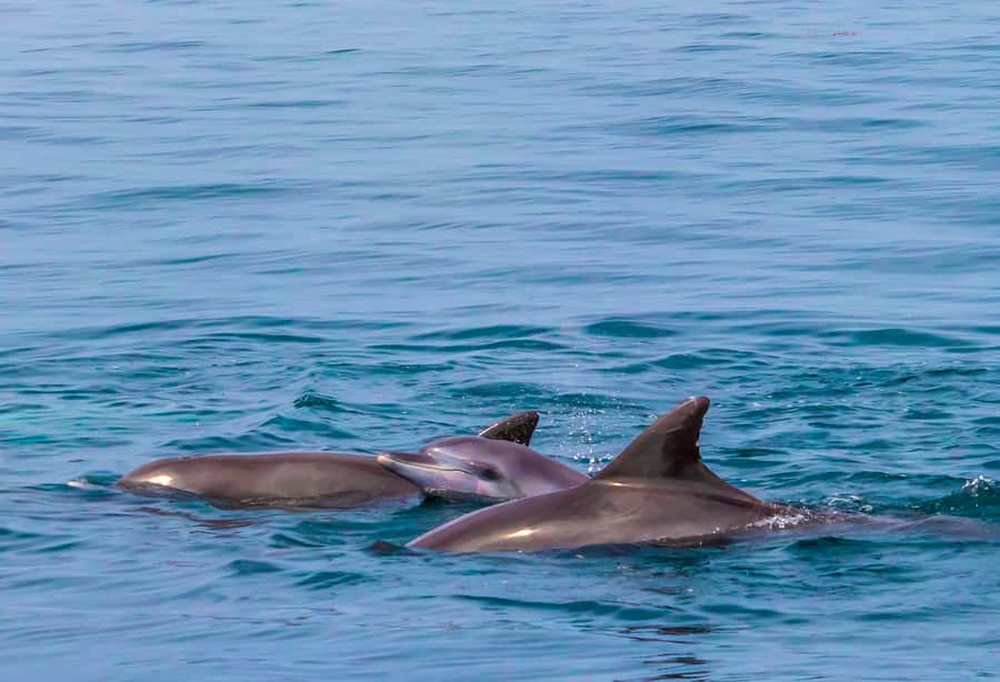 Wasini Island: Dolphin Spotting & Snorkel at Kisite Mpunguti - Starting with a long coastal transfer