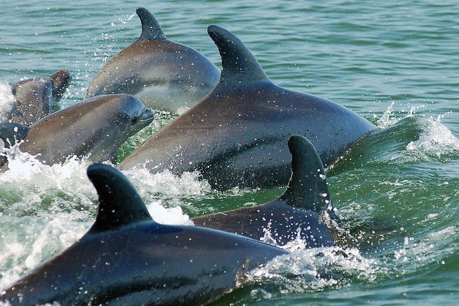 Watch and Swim with Dolphins in the Wild - Starting at Marina Vallarta at 9 a.m.