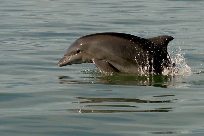 Watch and Swim with Dolphins in the Wild - Whales, turtles, and other marine life