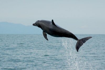 Watch and Swim with Dolphins in the Wild