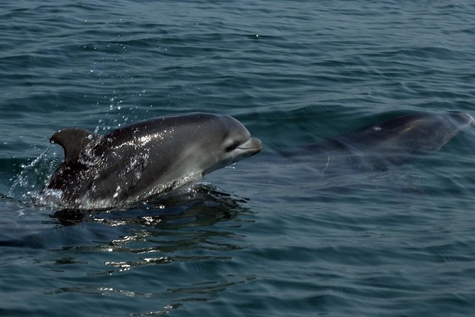 Watch and Swim with Dolphins in the Wild - Is $105 a fair price?