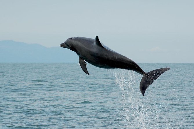 Watch and Swim with Dolphins in the Wild - Using sound to locate dolphins