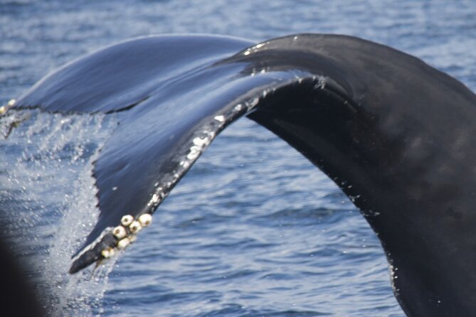 Watching whales and dolphins on Terceira Island - Key points before you book