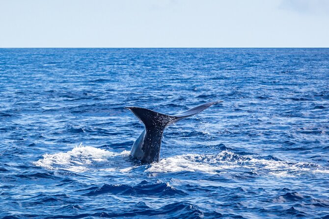 Watching whales and dolphins on Terceira Island - What the small speedboat feels like
