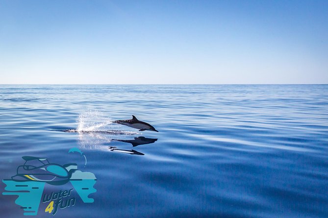 Watching whales and dolphins on Terceira Island - The first sightings: dolphins often set the pace
