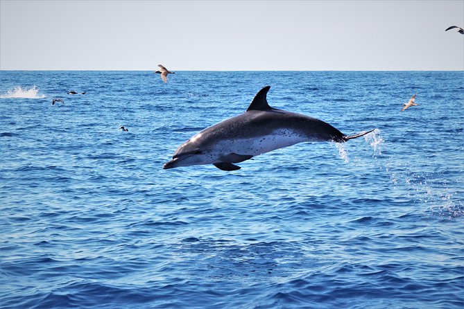 Watching whales and dolphins on Terceira Island - Finding whales requires patience