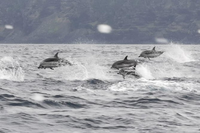 Watching whales and dolphins on Terceira Island - The wildlife experience and its limits