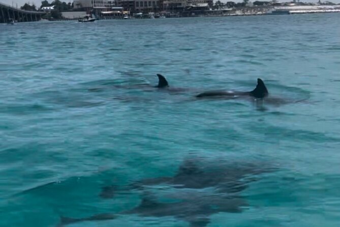 Waverunner Dolphin Tour - Dolphin Encounters And Wild Marine Life