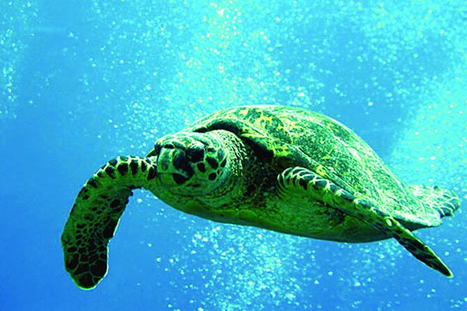 West Oahu Afternoon Turtle Snorkel Sail - Key Things to Know Before You Book