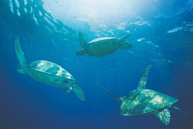 West Oahu Afternoon Turtle Snorkel Sail - Choosing the Snorkel Area for the Day