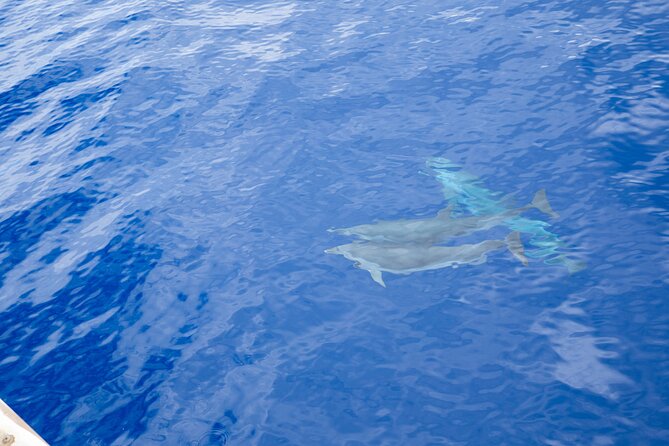 West Oahu Afternoon Turtle Snorkel Sail - Price, Timing, and Practical Details