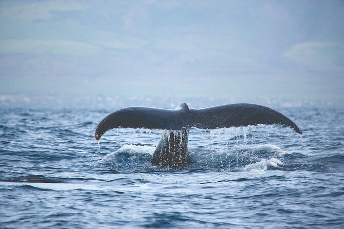 West Oahu Dolphin Watch and Snorkel Sail with Lunch - Snorkeling with turtles, fish, and a careful guide