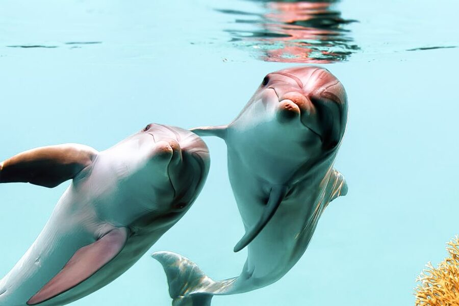 West Oahu: Turtles, Dolphins, and Snorkeling Tour with Lunch - Key points to know before you go