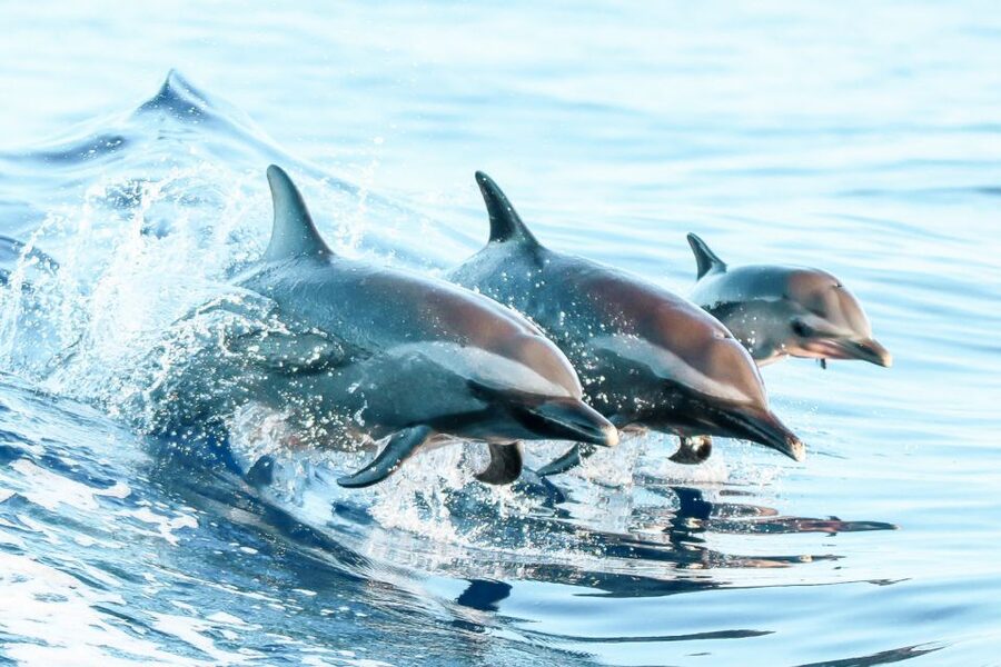 West Oahu: Turtles, Dolphins, and Snorkeling Tour with Lunch - Is $139 a good price?