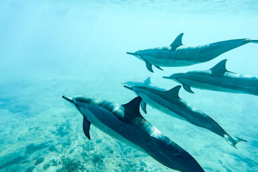 West Oahu: Turtles, Dolphins, and Snorkeling Tour with Lunch - Who will enjoy this cruise most?
