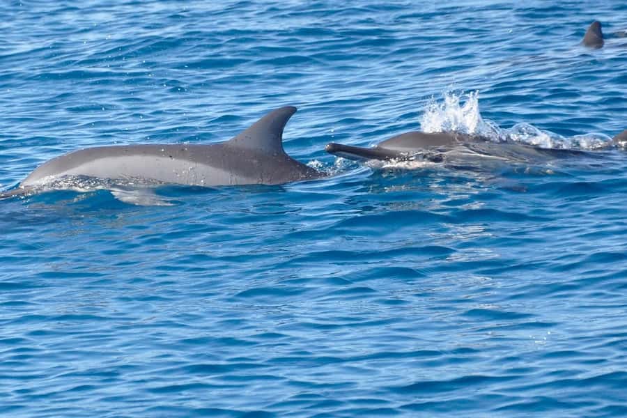 West: Swim wz dolphins, Crystal Rock, Lunch Benitiers island - A practical morning, from beach meeting to island lunch