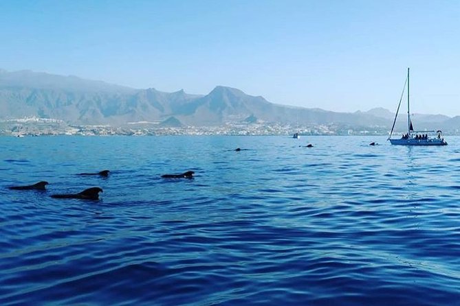 Whale and Dolphin Small Group Sailing from Tenerife South - Practical tips before you go