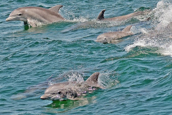 Whale and Dolphin Watching Cruise from Cape May - What the Boat Does Well
