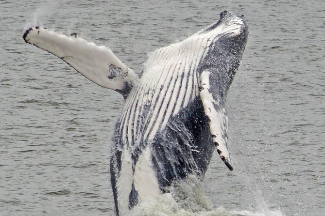 Whale and Dolphin Watching Cruise from Cape May - Timing, Weather, and What to Pack
