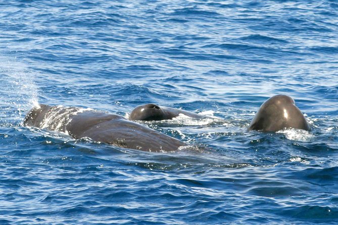 Whale and Dolphin Watching Cruise in St Lucia - Key points before you book