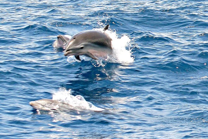 Whale and Dolphin Watching Cruise in St Lucia - Setting out from Vigie Marina at 8:00 am