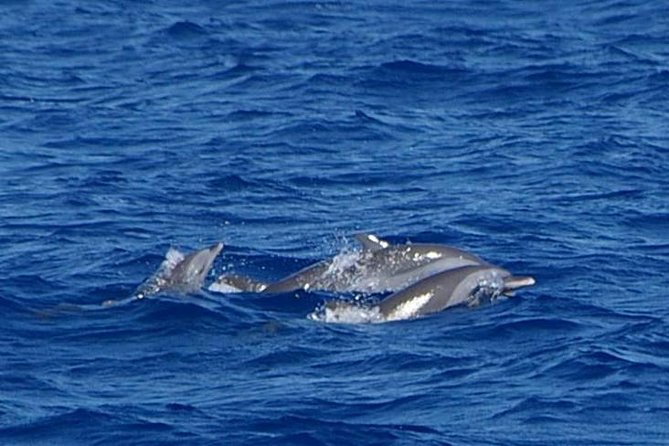 Whale and Dolphin Watching Cruise in St Lucia - Drinks, shade, and the social side of the boat