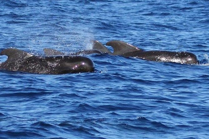 Whale and Dolphin Watching Cruise in St Lucia - Searching the open water for whales