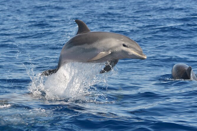 Whale and Dolphin Watching EcoAdventure in Tenerife - What you might see, and what you might not