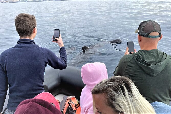 Whale and Dolphin Watching EcoAdventure in Tenerife - A guide who makes the learning worthwhile