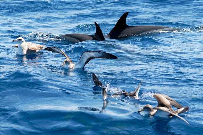 Whale and Dolphin Watching EcoAdventure in Tenerife - Responsible whale watching and marine litter