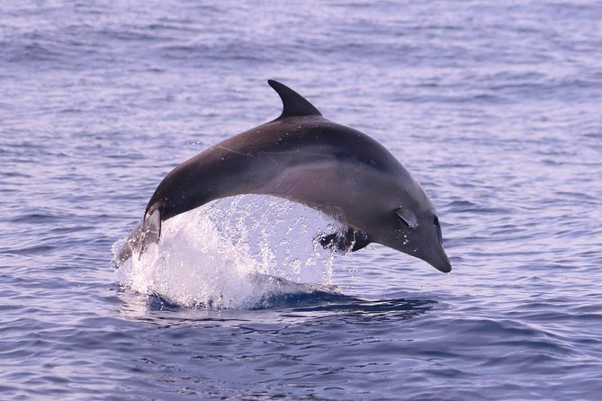 Whale and Dolphin Watching in Calheta, Madeira Island - Whales, turtles, rays, and other surprises
