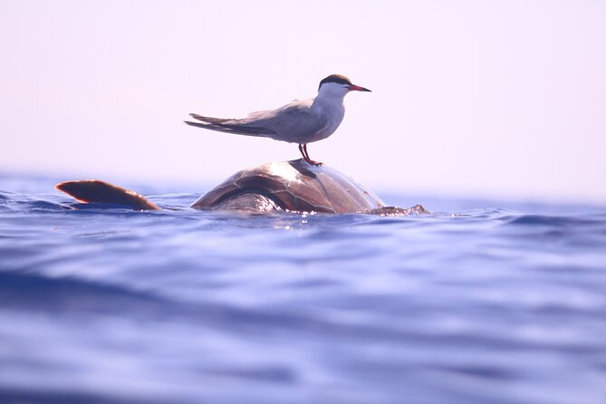 Whale and Dolphin Watching in Calheta, Madeira Island - A fast RIB ride, not a calm cruise