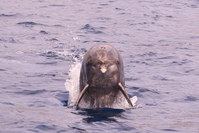 Whale and Dolphin Watching in Calheta, Madeira Island - Responsible wildlife watching in practice