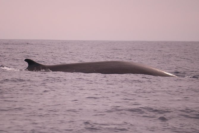 Whale and Dolphin Watching in Calheta, Madeira Island - Families, sea sickness, and the right kind of passenger