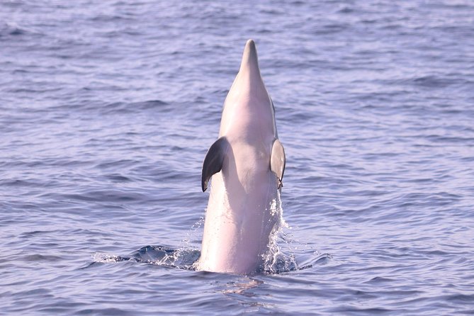 Whale and Dolphin Watching in Calheta, Madeira Island - How the land spotter improves your chances