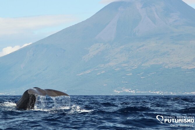 Whale and dolphin watching in Pico Island - Key points before you book