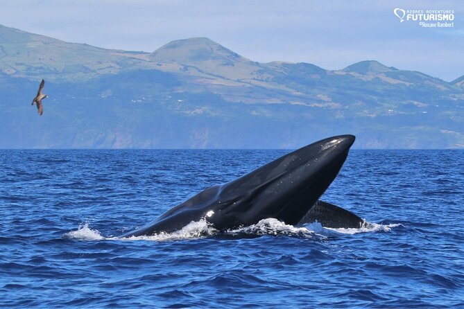 Whale and dolphin watching in Pico Island - Setting out from Lajes do Pico