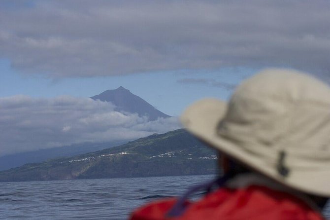 Whale and dolphin watching in Pico Island - A guide-led look at marine life