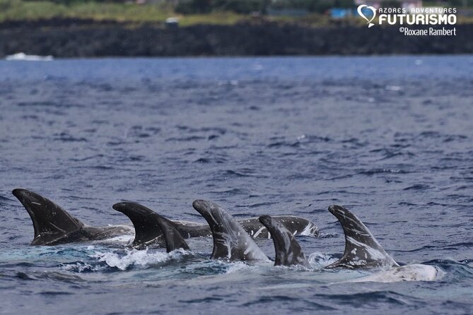 Whale and dolphin watching in Pico Island - Respect for the animals