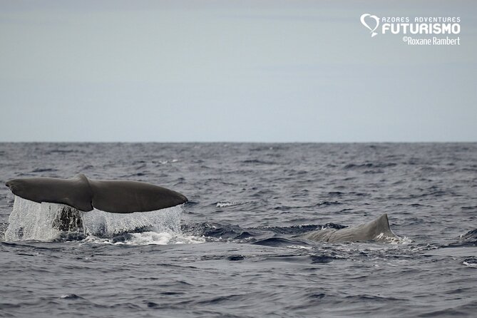 Whale and dolphin watching in Pico Island - How the group size affects the trip
