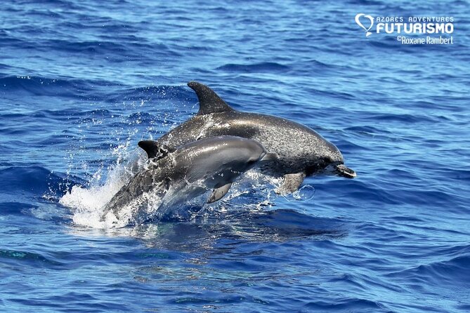 Whale and dolphin watching in Pico Island - Is $69.39 a fair price?