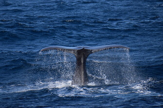 Whale and dolphin watching in Pico Island - The best season: April through October