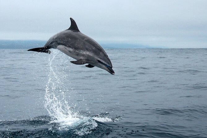 Whale and dolphin watching in Pico Island - What happens if conditions change?