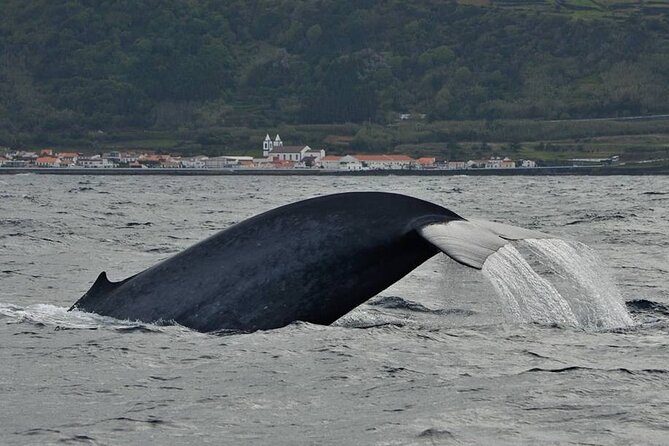 Whale and Dolphin Watching in Pico Island - Half Day - Starting at Lajes do Pico with a useful briefing