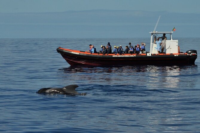 Whale and Dolphin Watching in Pico Island - Half Day - What you might see in the open Atlantic