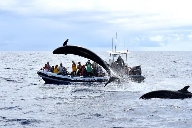 Whale and Dolphin Watching in Pico Island - Half Day - How much waiting is involved?