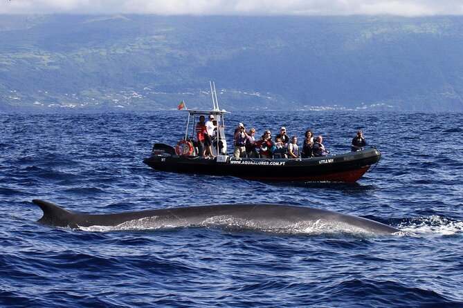 Whale and Dolphin Watching in Pico Island - Half Day - The strongest part: crew and interpretation