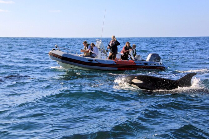 Whale and Dolphin Watching in San Diego - Key points before you book