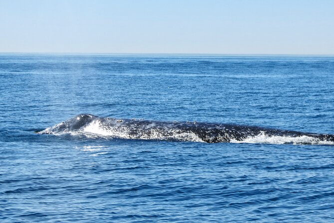Whale and Dolphin Watching in San Diego - Starting at Mission Bay and getting offshore