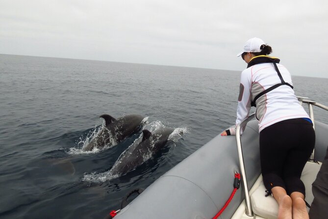 Whale and Dolphin Watching in San Diego - Why the small group matters